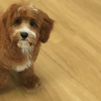 Patsy, a female Cavapoo for sale in Hickory, NC – Photo 7 of 10