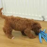 Patsy, a female Cavapoo for sale in Hickory, NC – Photo 9 of 10