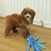 Patsy, a female Cavapoo for sale in Hickory, NC – Photo 8 of 10