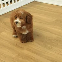 Patsy, a female Cavapoo for sale in Hickory, NC – Photo 10 of 10