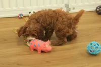 Patsy, a female Cavapoo for sale in Hickory, NC – Photo 8 of 10