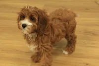 Patsy, a female Cavapoo for sale in Hickory, NC – Photo 7 of 10