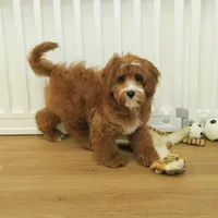Patsy, a female Cavapoo for sale in Hickory, NC – Photo 2 of 10