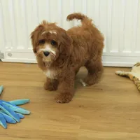 Patsy, a female Cavapoo for sale in Hickory, NC – Photo 5 of 10