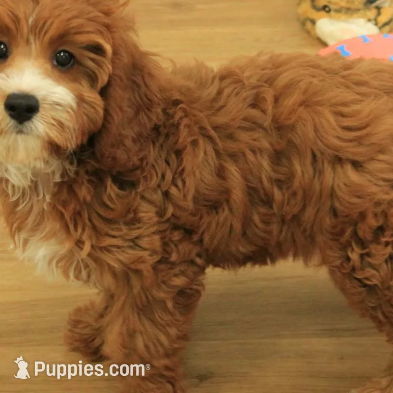 Patsy, a female Cavapoo for sale in Hickory, NC – Photo 2 of 10