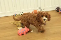 Patsy, a female Cavapoo for sale in Hickory, NC – Photo 5 of 10