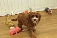 Patsy, a female Cavapoo for sale in Hickory, NC – Photo 4 of 10