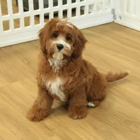 Patsy, a female Cavapoo for sale in Hickory, NC – Photo 1 of 10