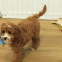 Patsy, a female Cavapoo for sale in Hickory, NC – Photo 3 of 10