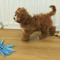 Patsy, a female Cavapoo for sale in Hickory, NC – Photo 4 of 10