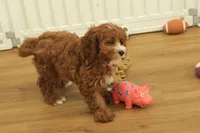 Patsy, a female Cavapoo for sale in Hickory, NC – Photo 6 of 10