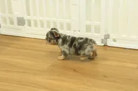 Raisin, a female French Bulldog for sale in Hickory, NC – 6 of 10