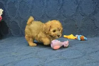 Skylar, a male Maltipoo for sale in Hickory, NC – 9 of 10