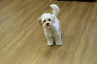 Camila, a female Bichon Frise and Maltipoo for sale in Hickory, NC – 3 of 10