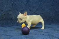Alice, a female French Bulldog for sale in Hickory, NC – 10 of 10