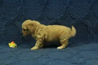 Sebastian F1B, a male Cavapoo for sale in Hickory, NC – 8 of 10