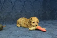Sophie, a female Maltipoo for sale in Hickory, NC – 3 of 10