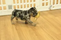 Rudy, a male French Bulldog for sale in Hickory, NC – 6 of 10