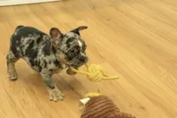 Rudy, a male French Bulldog for sale in Hickory, NC – 2 of 10