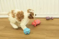 Paul, a male Cavapoo for sale in Hickory, NC – Photo 10 of 10