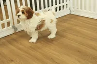 Paul, a male Cavapoo for sale in Hickory, NC – Photo 9 of 10