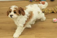 Paul, a male Cavapoo for sale in Hickory, NC – Photo 6 of 10