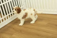 Paul, a male Cavapoo for sale in Hickory, NC – Photo 7 of 10