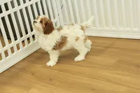 Paul, a male Cavapoo for sale in Hickory, NC – Photo 8 of 10