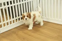 Paul, a male Cavapoo for sale in Hickory, NC – Photo 2 of 10