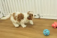 Paul, a male Cavapoo for sale in Hickory, NC – Photo 3 of 10