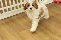 Paul, a male Cavapoo for sale in Hickory, NC – Photo 5 of 10