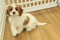 Paul, a male Cavapoo for sale in Hickory, NC – Photo 4 of 10