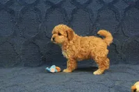 Penny, a female Cavapoo and Poodle - Toy  for sale in Hickory, NC – 6 of 9