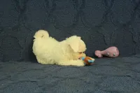 Scott, a male Maltipoo for sale in Hickory, NC – 7 of 10