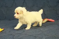 Grace, a female Poodle - Toy  for sale in Hickory, NC – 9 of 10