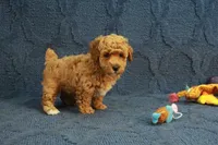 Gemma, a female Poodle - Toy  for sale in Hickory, NC – 9 of 10