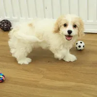 Theo, a male Cavachon for sale in Hickory, NC – Photo 9 of 10