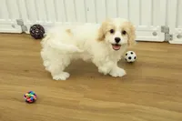 Theo, a male Cavachon for sale in Hickory, NC – Photo 9 of 10