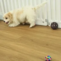 Theo, a male Cavachon for sale in Hickory, NC – Photo 6 of 10