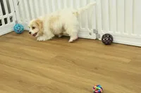 Theo, a male Cavachon for sale in Hickory, NC – Photo 6 of 10