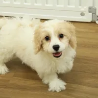 Theo, a male Cavachon for sale in Hickory, NC – Photo 4 of 10