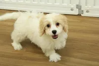 Theo, a male Cavachon for sale in Hickory, NC – Photo 4 of 10