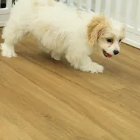 Theo, a male Cavachon for sale in Hickory, NC – Photo 7 of 10