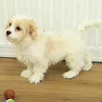 Theo, a male Cavachon for sale in Hickory, NC – Photo 2 of 10