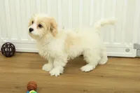 Theo, a male Cavachon for sale in Hickory, NC – Photo 2 of 10