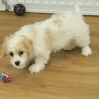 Theo, a male Cavachon for sale in Hickory, NC – Photo 10 of 10