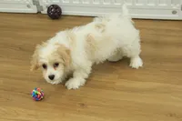 Theo, a male Cavachon for sale in Hickory, NC – Photo 10 of 10