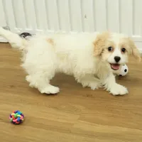 Theo, a male Cavachon for sale in Hickory, NC – Photo 8 of 10