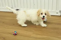 Theo, a male Cavachon for sale in Hickory, NC – Photo 8 of 10