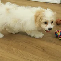 Theo, a male Cavachon for sale in Hickory, NC – Photo 3 of 10